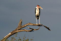 birds akeru IMG_4508.jpg